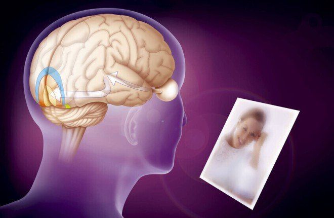 بعد 40 عامًا من البحث.. اكتشاف الجزيء الذي يحافظ على الذاكرة طويلة الأمد في الدماغ