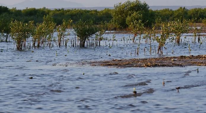 اتفرج – غابات المانجروف في مكة.. رئة طبيعية تعيد التوازن البيئي وتثري التنوع الحيوي