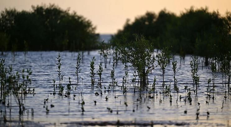 اتفرج – غابات المانجروف في مكة.. رئة طبيعية تعيد التوازن البيئي وتثري التنوع الحيوي
