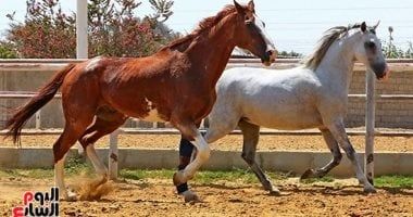 انطلاق بطولة حائل الدولية لجمال الخيل العربية الأصيلة في نسختها الرابعة الخميس القادم