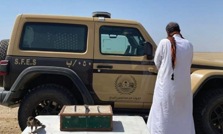 اتفرج – بحوزته صقر و3 كائنات فطرية.. القبض على مواطن لارتكابه الصيد دون ترخيص في ينبع