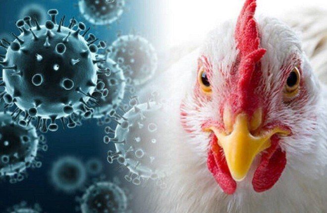 الولايات المتحدة تعلن نجاح المرحلة الأولى من اختبار لقاح نانوي أنفي ضد سلالات إنفلونزا الطيور