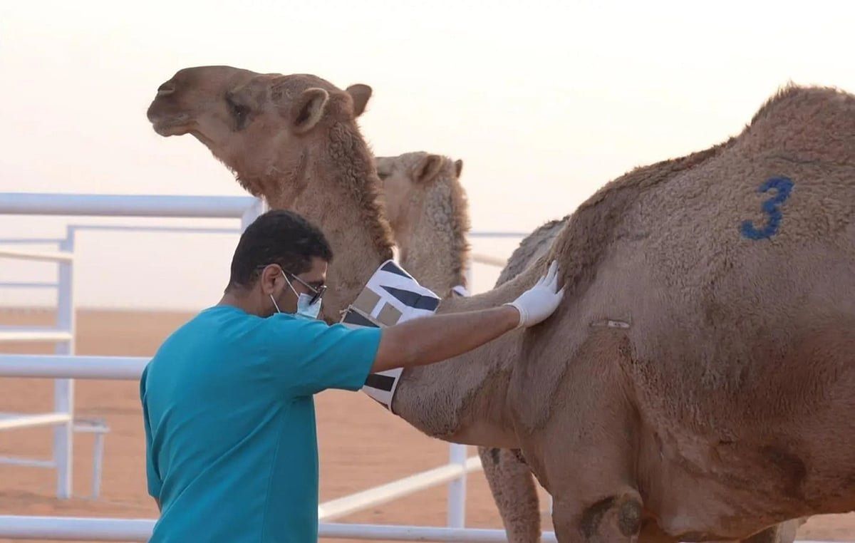 اتفرج – “وقاء” ينفّذ المسح الوبائي النشط للأمراض الحيوانية في المجترّات والإبل والخيل