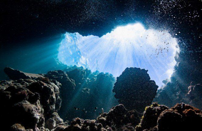 العلماء يكتشفون "كرة الموت" المفترسة في أعماق المحيط الجنوبي