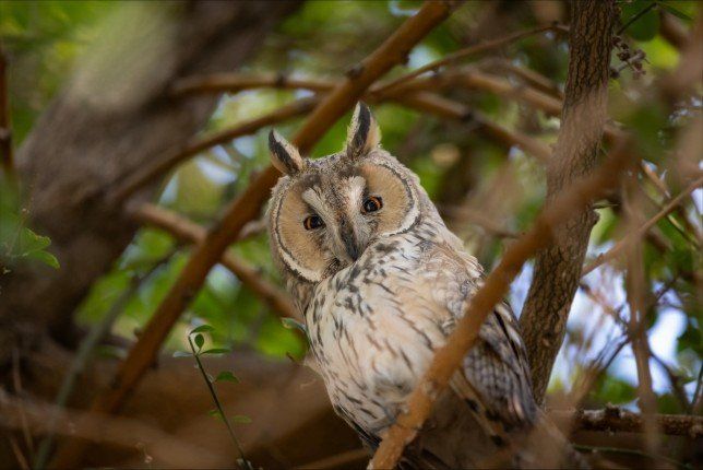 مصور كويتي يرصد ويوثق طيورا نادرة خلال هجرتها الشتوية عبر البلاد