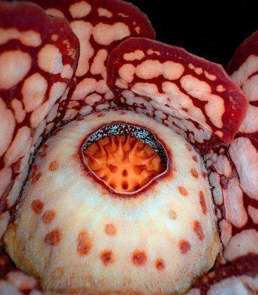 بعد 13 عاماً من البحث.. علماء أوكسفورد يعثرون على واحدة من أندر زهور العالم في غابات إندونيسيا