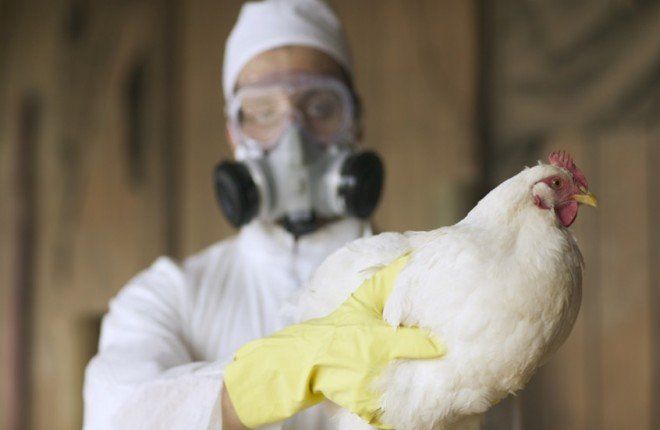 دراسة تحذر: فيروسات إنفلونزا الطيور تقاوم الحمى البشرية وتزيد المخاوف الصحية