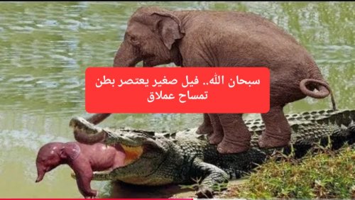 سبحان الله.. شاهد كيف استطاع هذا الفيل النحيل عصر بطن التمساح العملاق لينقذ صغيره في اللحظات الأخيرة