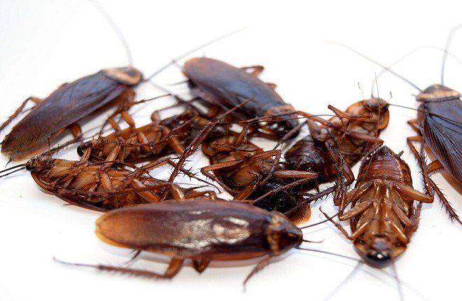 من الصراصير إلى بكتيريا "كونان".. أبطال مقاومة الإشعاع النووي