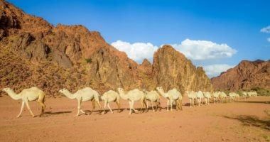 حائل السعودية تسجل نموا سياحيا يعزز مكانتها بصفتها وجهة بارزة لعام 2025