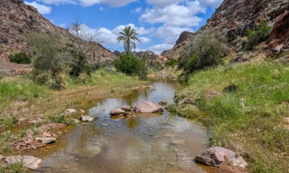 ازدهار 37 نوعًا من النباتات المحلية في حائل | السعودية الخضراء