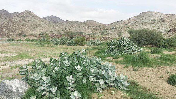 باحثون يكشفون عن أسباب تطور تنوع النباتات الجبلية على الأرض