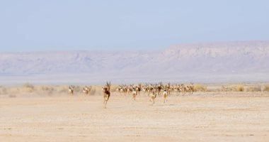 السعودية تطلق 61 كائنًا فطريًا في محمية الملك خالد الملكية