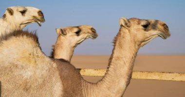 "إبل نجران" إرث متجذّر وصوت حاضر في ذاكرة الإنسان والمكان