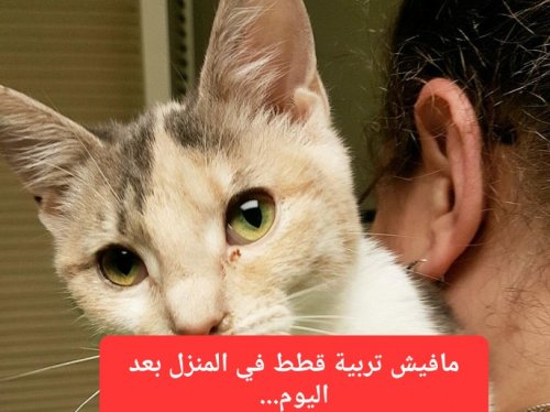 ما علاقة القطط بتساقط الشعر؟ تحذير سعودي جديد يثير رعب النساء