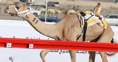 سباقات الهجن تختتم أشواط فئة الحيل والزمول في جائزة الملك عبدالعزيز