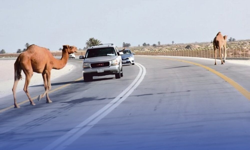 حوادث الإبل في السعودية: إحصائيات وتدابير وقائية جديدة