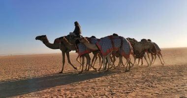 السعودية.. ميدان الهجن بنجران يعلن نتائج المرحلة الأولى من سباق الميادين