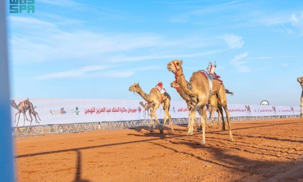 نتائج مهرجان الملك عبدالعزيز للإبل: تتويج أبطال الوضح والشعل