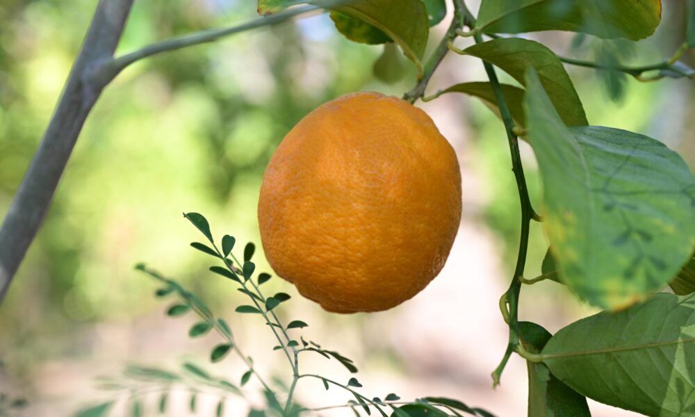 موسم العلا للحمضيات: اكتشف كنوز الواحة الزراعية