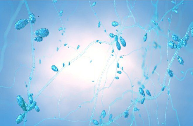 اختراق طبي.. إنتاج صناعي لمركب فطري واعد لعلاج السرطان بعد 50 عامًا من اكتشافه