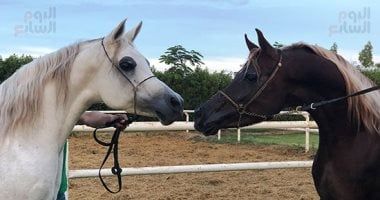 انطلاق النسخة الثانية من جائزة مؤسسة الملك عبدالله الإنسانية للخيل