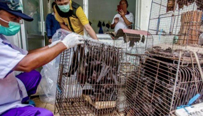 دراسة حديثة: تراجع خطر انتقال كوفيد-19 من الحيوانات إلى البشر