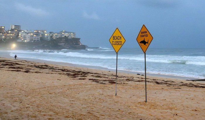 ماذا يحدث؟.. هجمات أسماك القرش تجبر عشرات الشواطئ على الإغلاق في سيدني