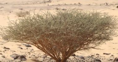 الوطنى للتشجير يكشف أبرز النباتات المحلية الملائمة للتشجير فى نجران