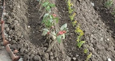 تعرف على أبرز أنواع النباتات المحلية الملائمة للتشجير في منطقة الجوف