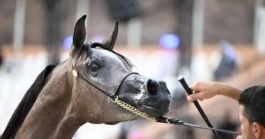 انطلاق منافسات سباق بطولة الفرسان للقدرة والتحمّل في العُلا السعودية