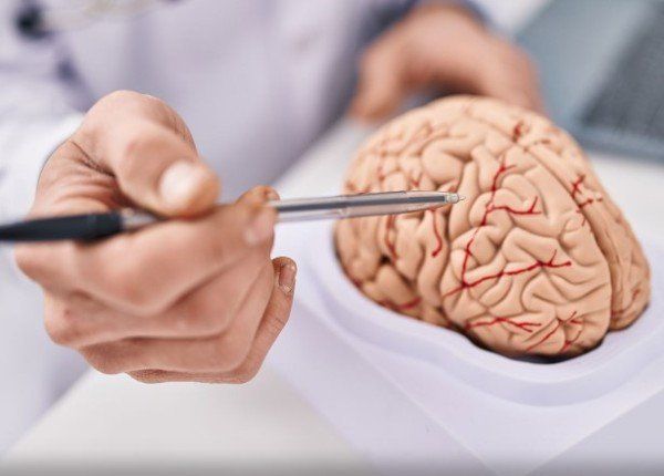 دراسة علمية روسية تؤكد أن دماغ الإنسان لا يتحلل ولا يشيخ طوال الحياة