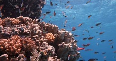 البحر الأحمر أول وجهة سياحية معتمدة بالكامل من دليل فوربس للسفر