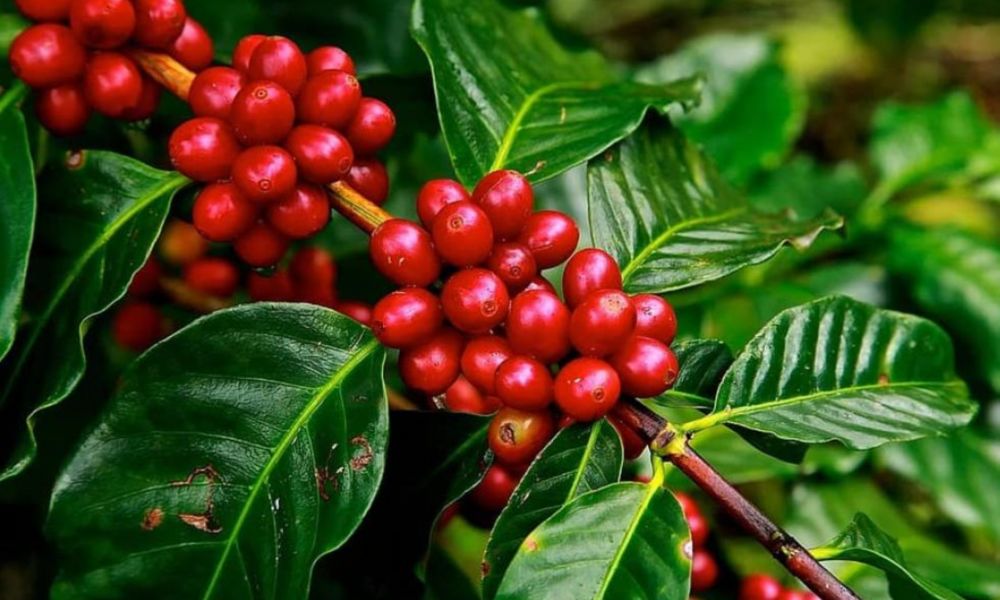 وقاء يحظر استيراد شتلات البن المعدلة وراثياً: شروط جديدة