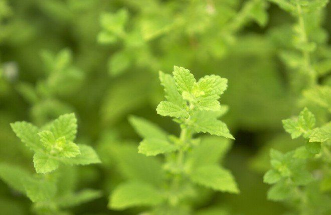 دراسة حديثة: نبتة المليسة قد تحمي الدماغ من الالتهابات وتعزز وظائفه