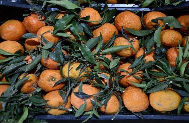 منهجية خضراء روسية ترفع كفاءة استخلاص المركبات الدوائية من النباتات