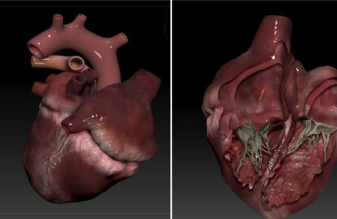 باحثون يبتكرون نموذج قلب ثلاثي الأبعاد يحاكي النبض لتدريب الجراحين