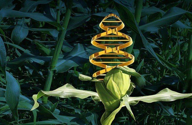 علماء يطوّرون نباتات قادرة على تسميد نفسها.. خطوة قد تقلل الاعتماد على الأسمدة الكيميائية