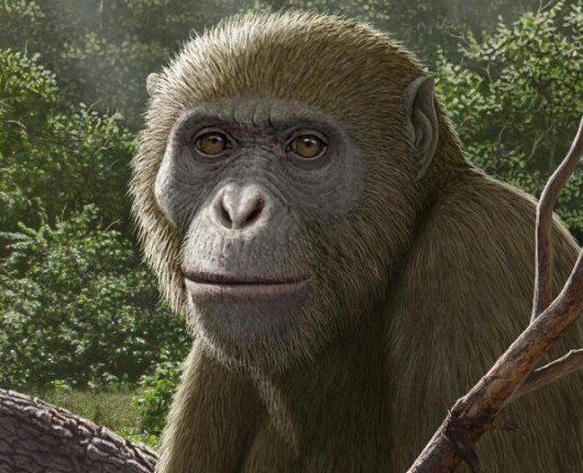 اكتشاف مصري عالمي يعيد كتابة تاريخ القردة العليا.. جامعة المنصورة في صدارة البحث العلمي