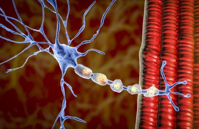 باحثون يابانيون يكتشفون نافذة مبكرة لعلاج مرض عصبي نادر يصيب الرجال