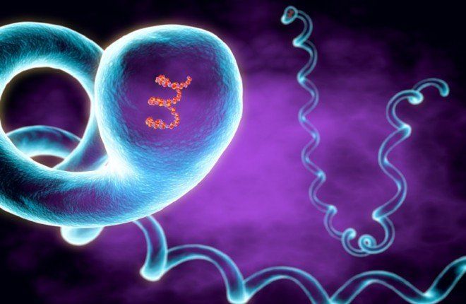 تحذير صحي في هاواي بعد الفيضانات: بكتيريا خطيرة تهدد السكان والحيوانات الأليفة