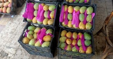 توسّع رقمي يعزز وصول فاكهة المانجو من جازان إلى مدن السعودية