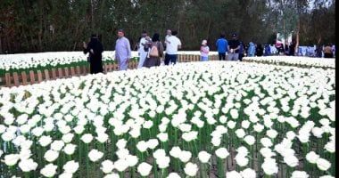 اهتمام بتحول مهرجان الزهور لوجهة سياحية في مدينة ينبع السعودية