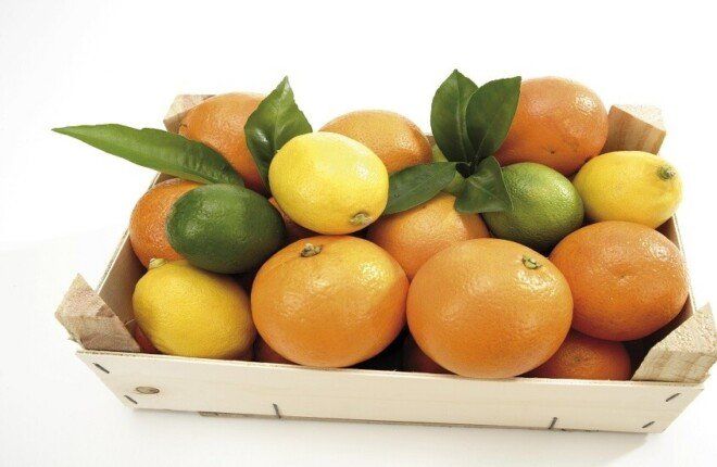 استنشاق الحمضيات يهدئ الجهاز العصبي.. فوائد علمية لتخفيف التوتر