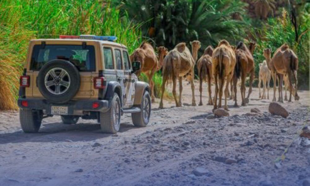 إخراج المواشي السائبة من محمية الملك سلمان الملكية