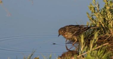 الجشنة حمراء الزور.. زائر يزين براري السعودية بتنوعه اللوني وسلوكه الحيوي