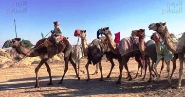 غرامة 500 ريال.. «الأمن البيئى» فى السعودية يضبط مخالفا لرعى الإبل داخل محمية