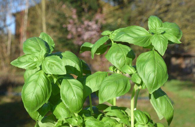 دراسة: مستخلص الريحان بديل طبيعي محتمل للفلورايد في حماية أسنان الأطفال