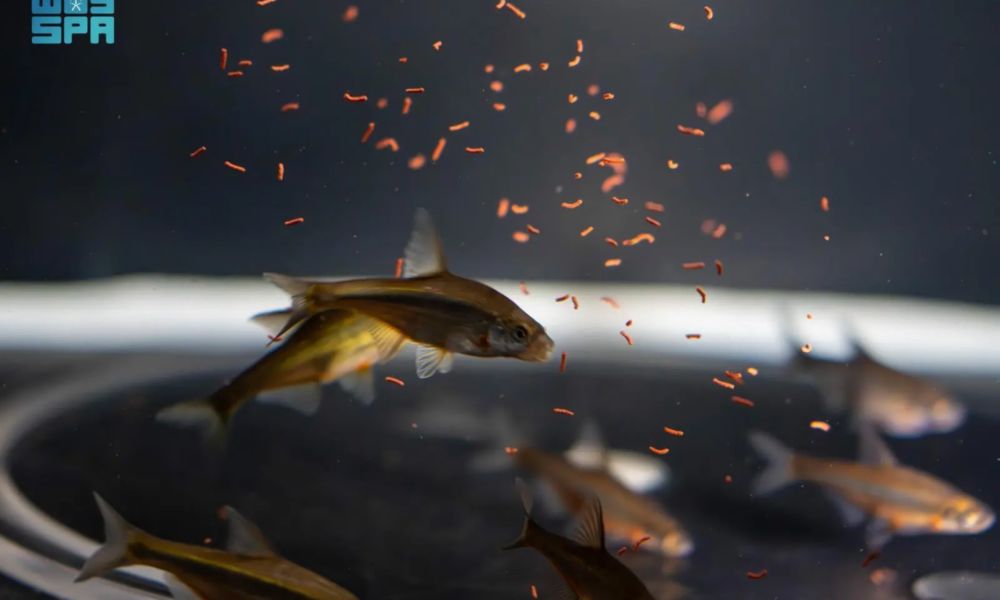 إطلاق أول برنامج لإكثار وإعادة توطين أسماك المياه العذبة