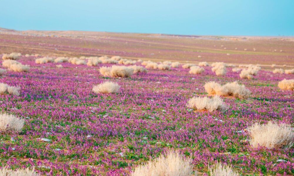 عقود استثمارية من أجل تطوير متنزهات وطنية لمدة 25 عاماً